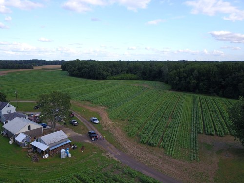 Aerial view of a green farm with rows of crops, a house, and parked vehicles under a blue sky with scattered clouds.