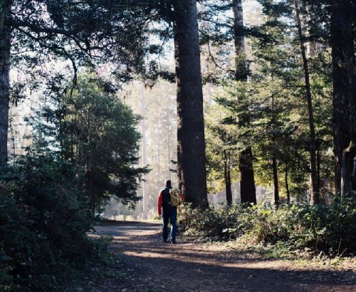 A person walks along a forest path, surrounded by tall trees and lush greenery, with sunlight filtering through the leaves.