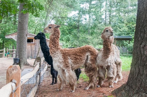 A group of llamas with fluffy coats standing near a wooden fence in a wooded area.