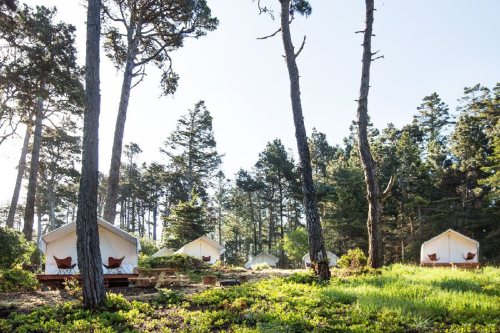 A serene forest scene featuring white canvas tents nestled among tall trees and lush greenery.