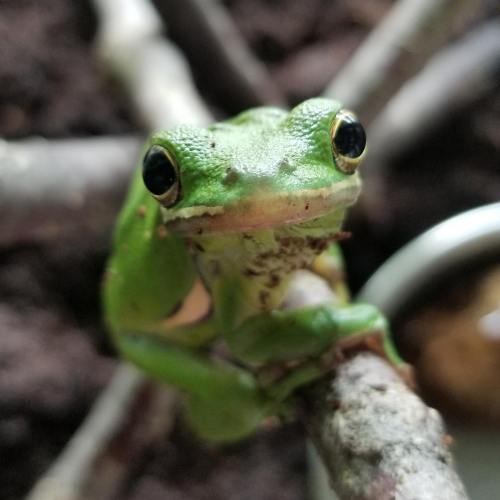 A close-up of a green frog perched on a branch, with large eyes and a textured skin, surrounded by natural habitat.