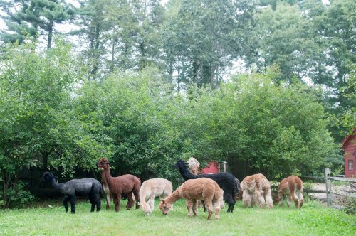 A group of eight alpacas of various colors grazing in a grassy area surrounded by trees.