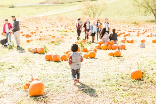 A child walks through a pumpkin patch, surrounded by pumpkins and families enjoying the autumn day.