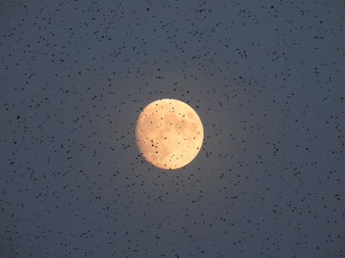 A full moon surrounded by a swarm of small birds against a twilight sky.