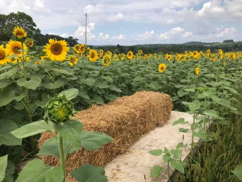 A field of vibrant sunflowers with a hay bale in the foreground under a partly cloudy sky.