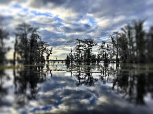 A serene swamp scene with cypress trees reflected in calm water under a cloudy sky.