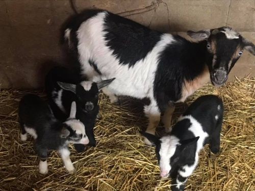 A black and white goat stands with three black and white kids in a straw-filled barn.