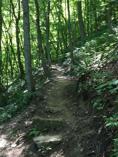 A narrow dirt path winds through a lush green forest, surrounded by trees and undergrowth.
