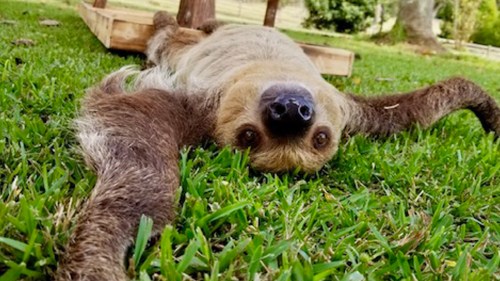 A sloth lying on its back on green grass, with its arms stretched out and a relaxed expression.