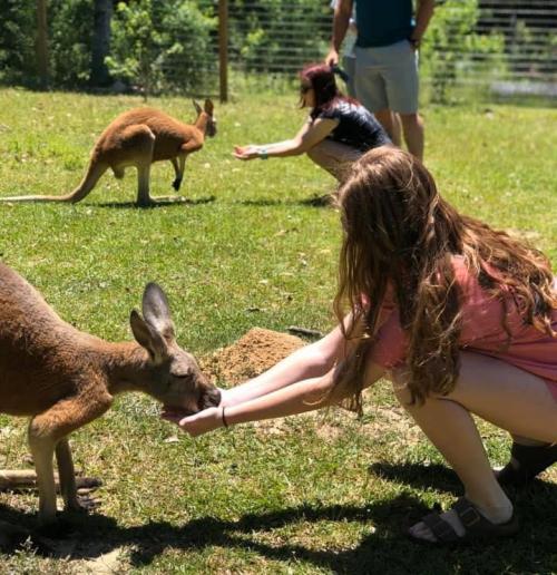 A girl feeds a kangaroo while another person interacts with a kangaroo in a grassy area.