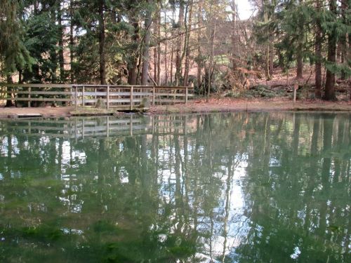 A serene pond surrounded by trees, reflecting the forest and a wooden fence in calm, clear water.