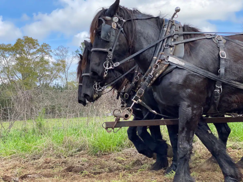 Two black horses in harness pulling a plow through a field under a partly cloudy sky.