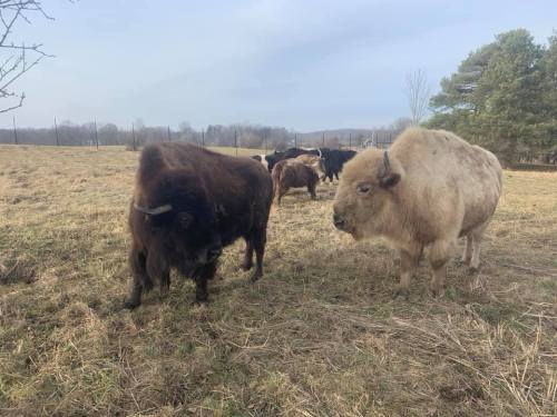 Two bison, one dark brown and one light beige, stand in a grassy field with other bison in the background.