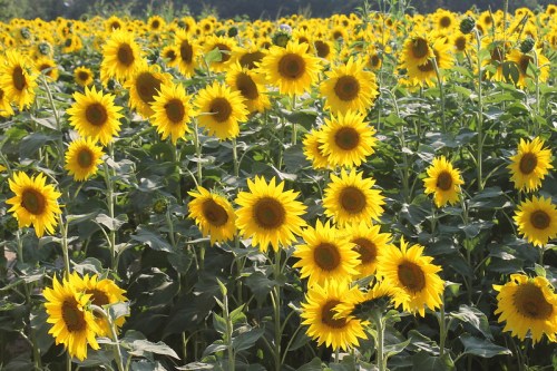 A vibrant field of sunflowers in full bloom, showcasing bright yellow petals and green leaves under a clear sky.