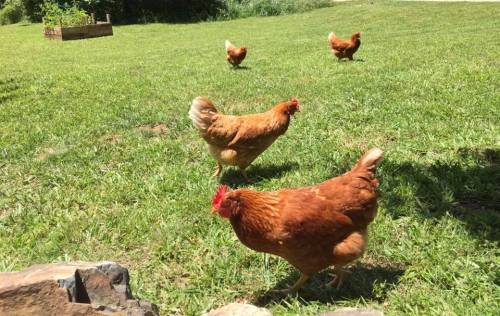 Four brown chickens pecking and roaming on a grassy field with a garden bed in the background.