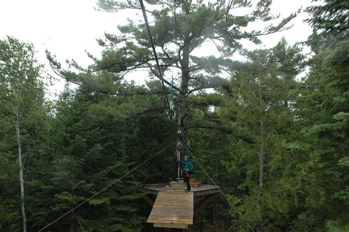 A person stands on a wooden platform in a forest, preparing to zip line from a tree. Surrounding trees are lush and green.