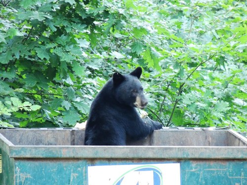 A black bear sitting in a dumpster surrounded by green foliage, looking curiously at its surroundings.