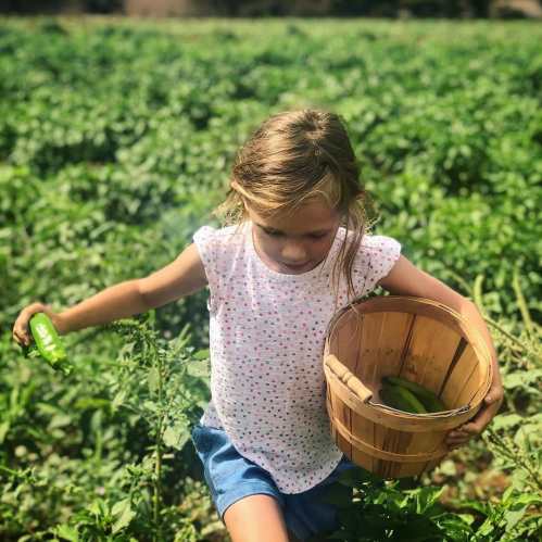A young girl in a field picking vegetables, holding a basket and a green pepper, surrounded by plants.