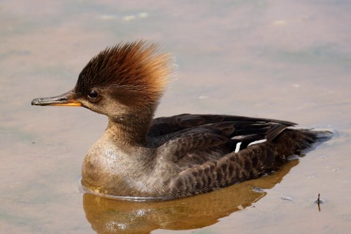A close-up of a duck with a distinctive spiky crest, swimming in calm water.