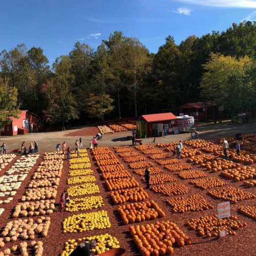 Aerial view of a pumpkin patch with rows of pumpkins in various colors and sizes, surrounded by trees and visitors.