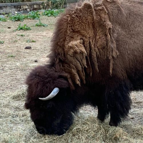 A bison grazing on hay, showcasing its thick, shaggy brown fur and curved horn.