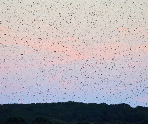 A vast sky filled with numerous small birds flying over a tree line at dusk, creating a stunning natural scene.