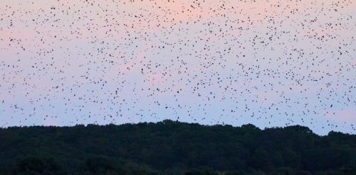 A vast sky filled with numerous small birds flying over a tree line at dusk, creating a stunning silhouette.