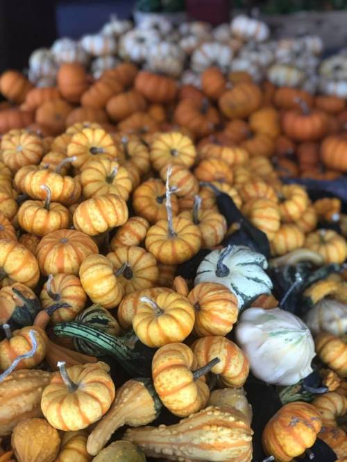 A vibrant display of various pumpkins and gourds in shades of orange, yellow, and green at a market.
