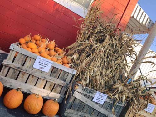 Wooden crates filled with small pumpkins and corn stalks, with signs displaying prices, against a red wall.