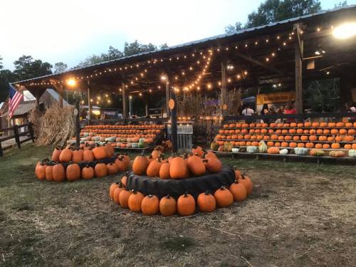 A pumpkin patch with numerous pumpkins arranged in circles, under string lights and a rustic barn setting.