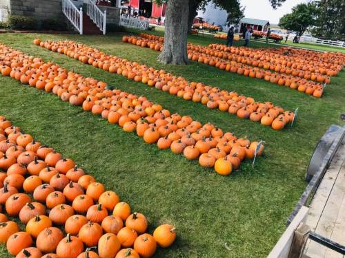 Rows of bright orange pumpkins spread across a grassy field, with people and a barn in the background.