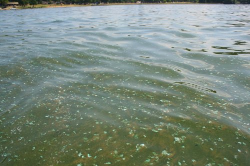 A calm lake surface with green algae and small bubbles, reflecting sunlight on a clear day.