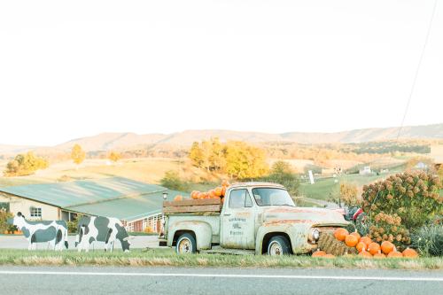 Rustic truck with pumpkins parked by a farm, surrounded by rolling hills and a cow mural on the roadside.