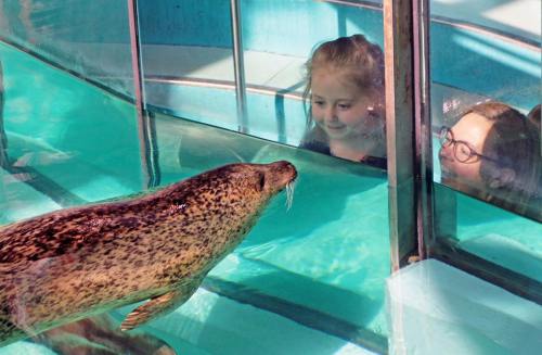 Two children watch a seal swimming in a tank, smiling as it approaches the glass.