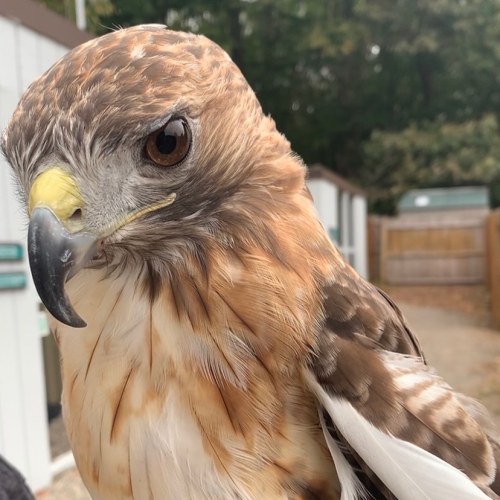Close-up of a hawk with brown and white feathers, sharp beak, and intense eye, set against a blurred background.