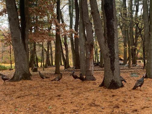 A group of wild turkeys forages among trees in a forest with autumn foliage and fallen pine needles on the ground.