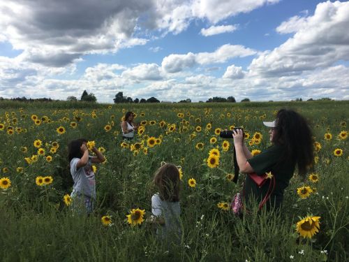 A woman photographs children playing in a field of sunflowers under a cloudy sky.