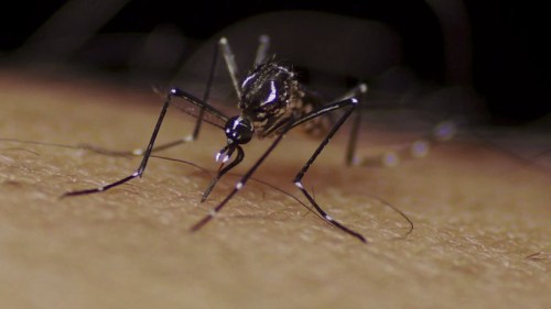 Close-up of a mosquito feeding on skin, highlighting its long proboscis and delicate legs.
