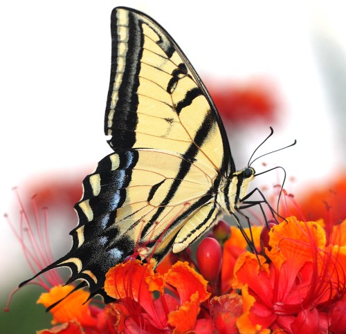 A close-up of a yellow and black butterfly perched on vibrant orange and red flowers.