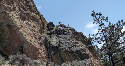 Two birds perched on a rocky cliff under a clear blue sky, surrounded by sparse vegetation and trees.