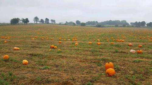 A vast field scattered with orange pumpkins under a cloudy sky, surrounded by trees in the distance.