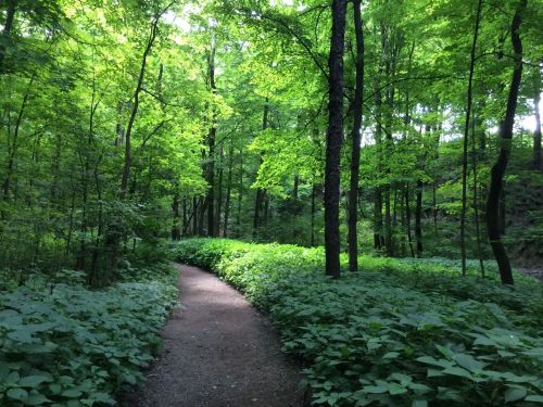 A winding path through a lush green forest, surrounded by vibrant trees and undergrowth.