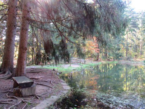 A serene forest scene with tall trees, a calm pond, and a wooden bench near the water's edge.