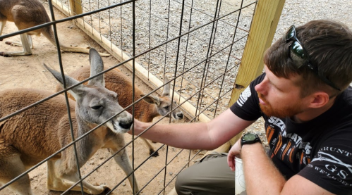 A man gently pets a kangaroo through a fence at a wildlife enclosure. Other kangaroos are nearby.