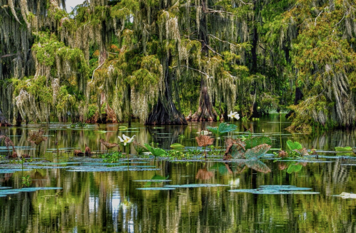 Lush swamp scene with cypress trees, hanging moss, and water lilies reflecting in calm water.