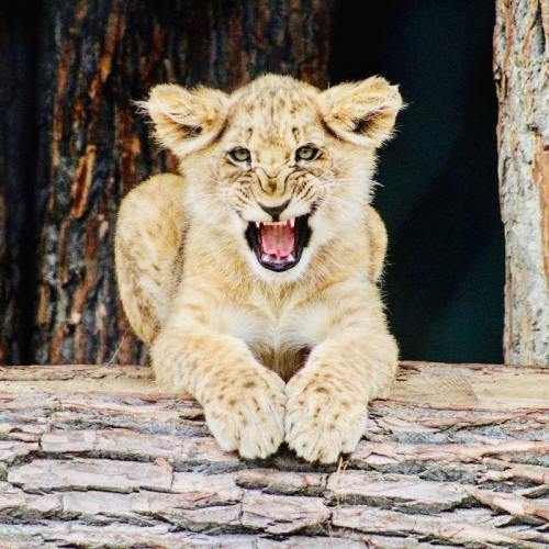 A playful lion cub with a fierce expression, resting on a log in a natural setting.