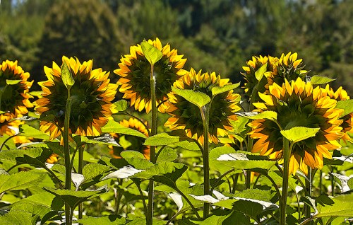 A vibrant field of sunflowers with bright yellow petals and green leaves, set against a backdrop of trees.