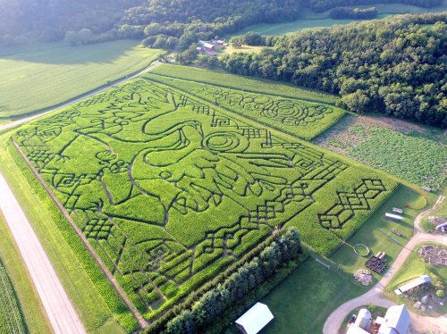 Aerial view of a large corn maze featuring intricate designs and patterns, surrounded by lush green fields and trees.