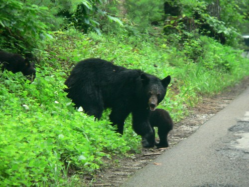 A black bear and her cub walk along a lush, green roadside in a forested area.