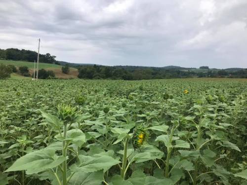 A field of sunflowers stretches across the landscape under a cloudy sky, with rolling hills in the background.